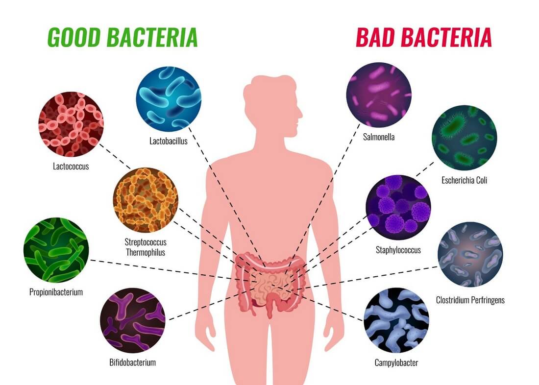 Бактерии в кишечнике схема