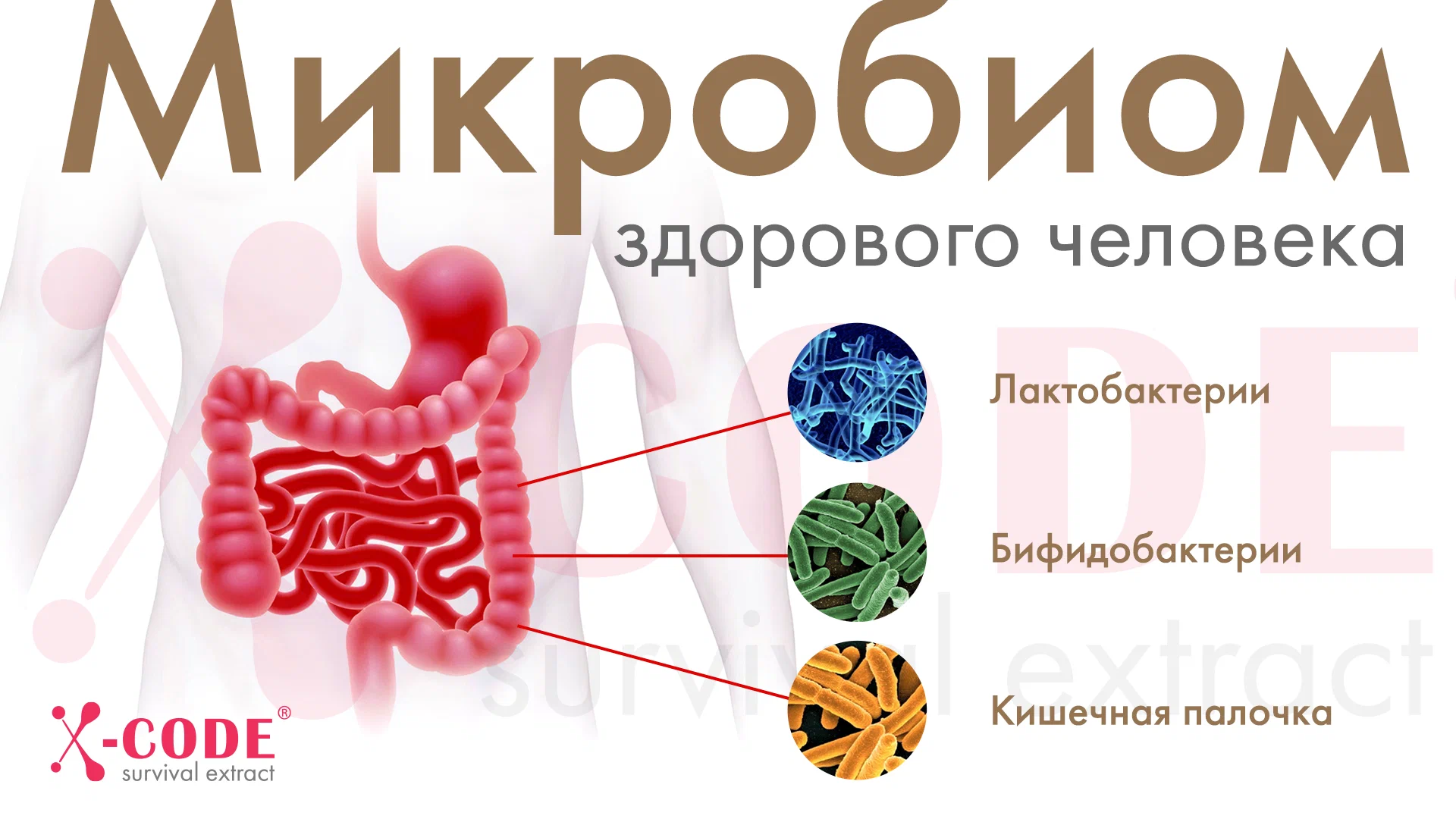 Микробиом человека схема