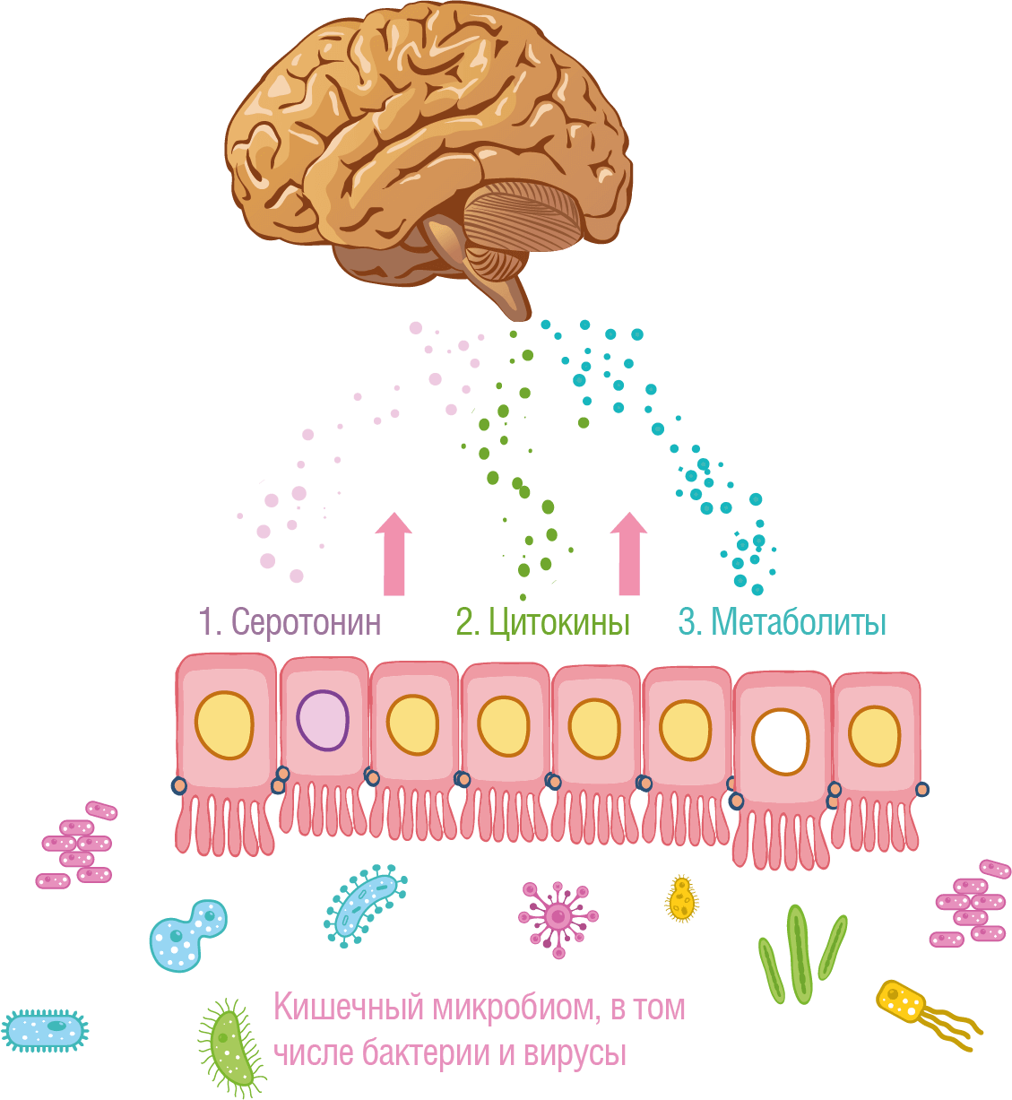 Влияние кишечника на мозг схема