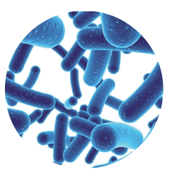 Лакто- и бифидобактерии фото